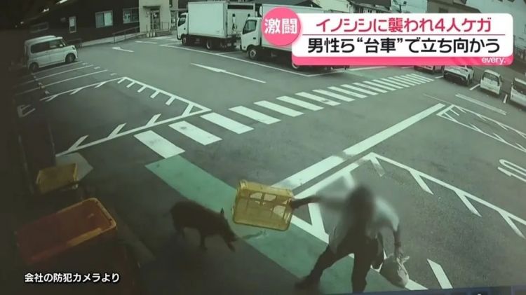 野猪街头打擂台,黑熊纵享“霸王餐”……日本迎来野生动物暑期“City Walk” 野猪街头打擂台,黑熊纵享“霸王餐”……日本迎来野生动物暑期“City Walk”