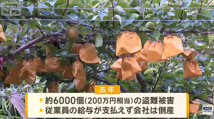 日本果园5000颗梨一夜被偷光,却有人转头在二手平台卖?!果农大哭:我不干了! 日本果园5000颗梨一夜被偷光,却有人转头在二手平台卖?!果农大哭:我不干了!