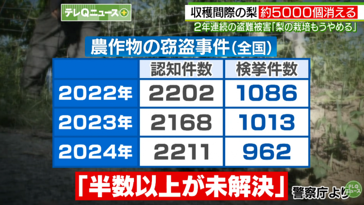 日本果园5000颗梨一夜被偷光,却有人转头在二手平台卖?!果农大哭:我不干了! 日本果园5000颗梨一夜被偷光,却有人转头在二手平台卖?!果农大哭:我不干了!