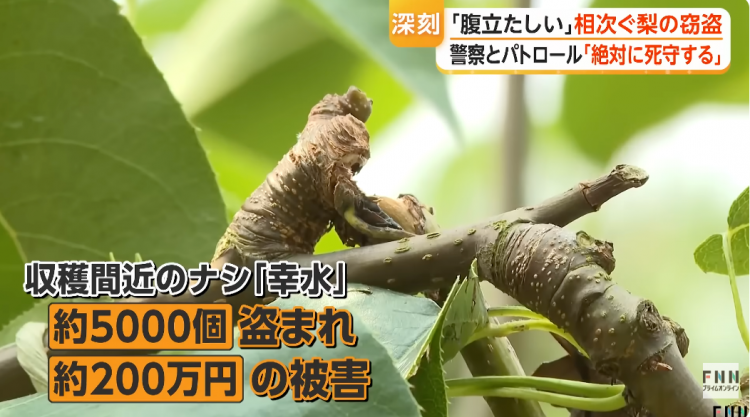 日本果园5000颗梨一夜被偷光,却有人转头在二手平台卖?!果农大哭:我不干了! 日本果园5000颗梨一夜被偷光,却有人转头在二手平台卖?!果农大哭:我不干了!