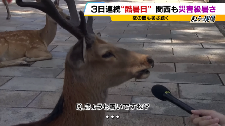日本热到社畜穿短裤上班，甚至把人关进“冰箱”？！日本人为了续命到底有多拼…