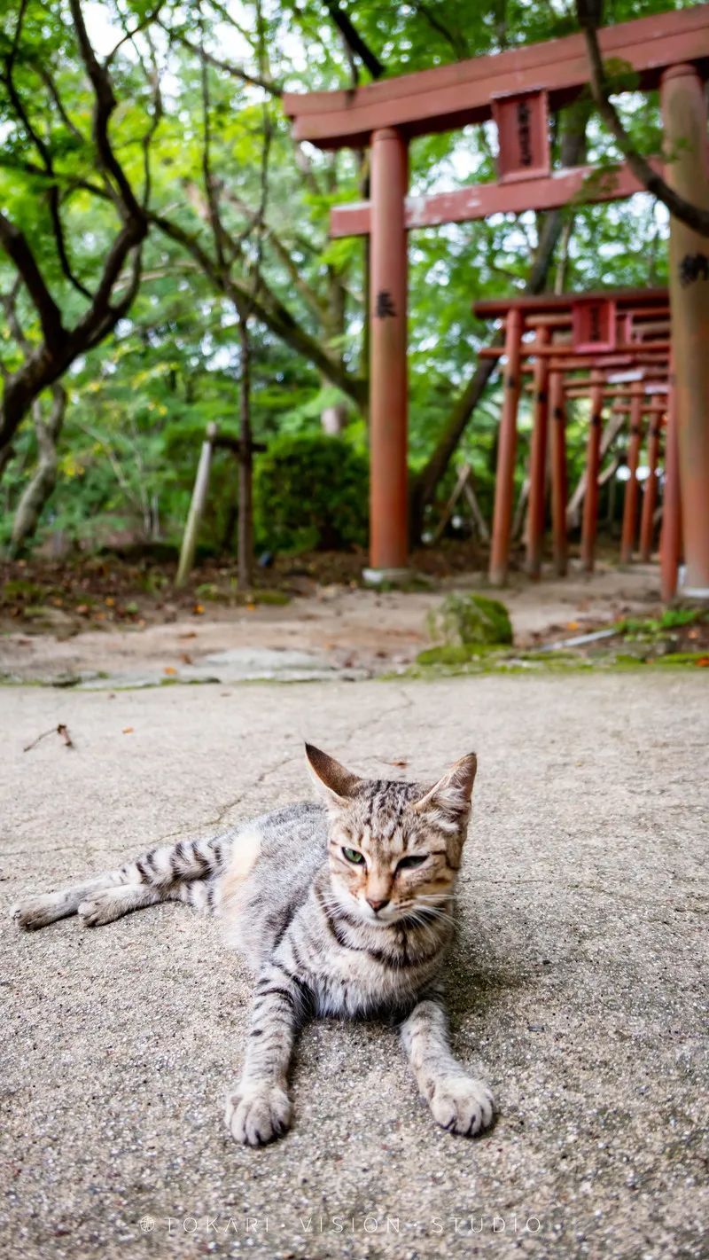 日本游记︱风风火火闯九州！带你一次逛遍日本九州七县 ~