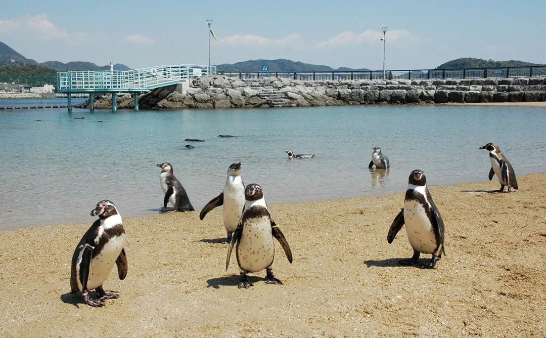 日本九州的这座宝藏旅游胜地,究竟有什么好玩的?