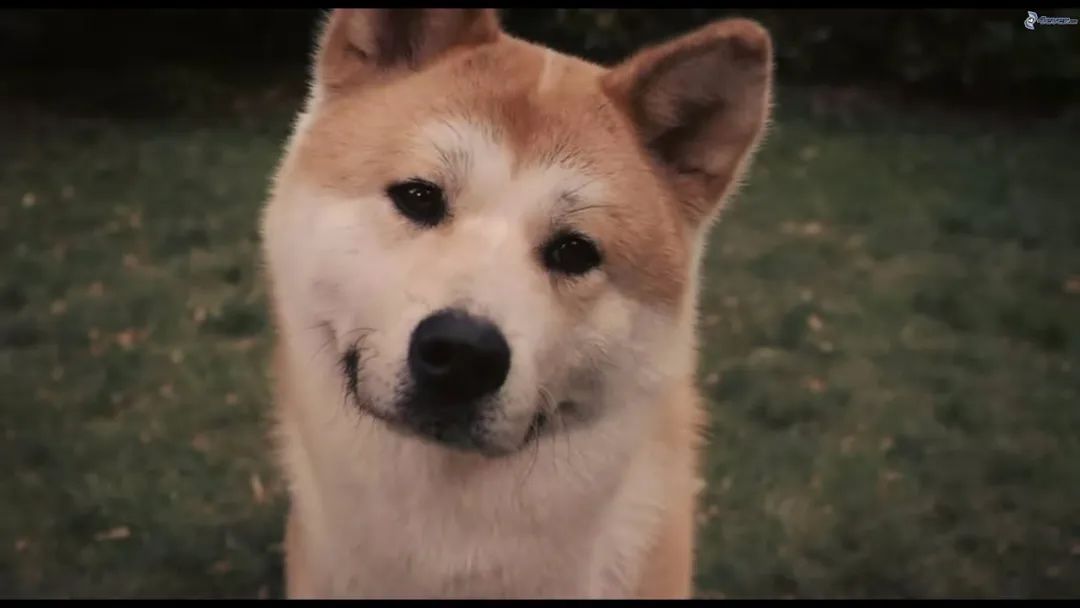 " 忠犬八公" 的故乡秋田,除了汪星人还有什么可玩的?