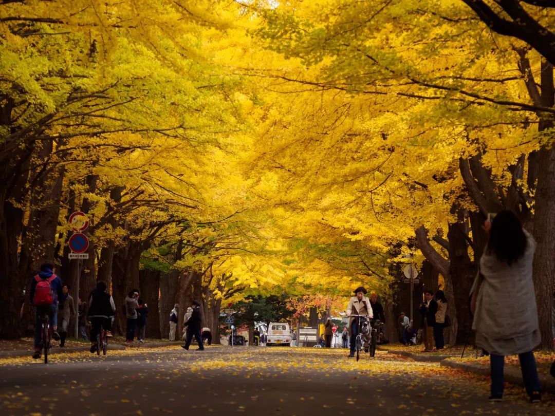 入秋后的日本，还有什么好看的？