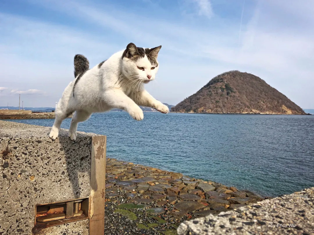 日本这些可以边旅游边吸猫的好地方，这次必须安利给你！