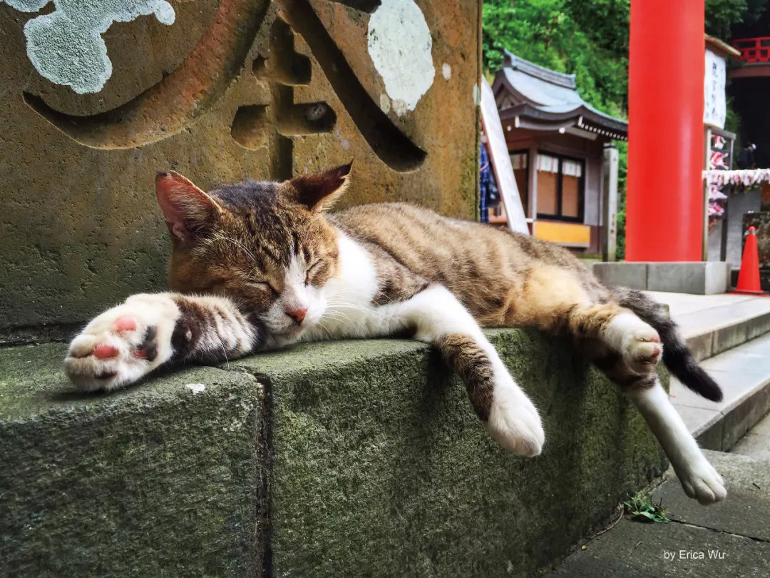 日本这些可以边旅游边吸猫的好地方，这次必须安利给你！