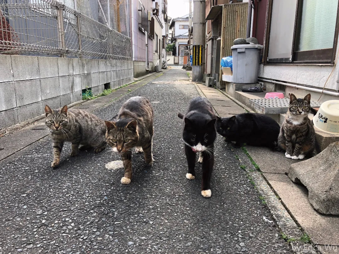 日本这些可以边旅游边吸猫的好地方，这次必须安利给你！