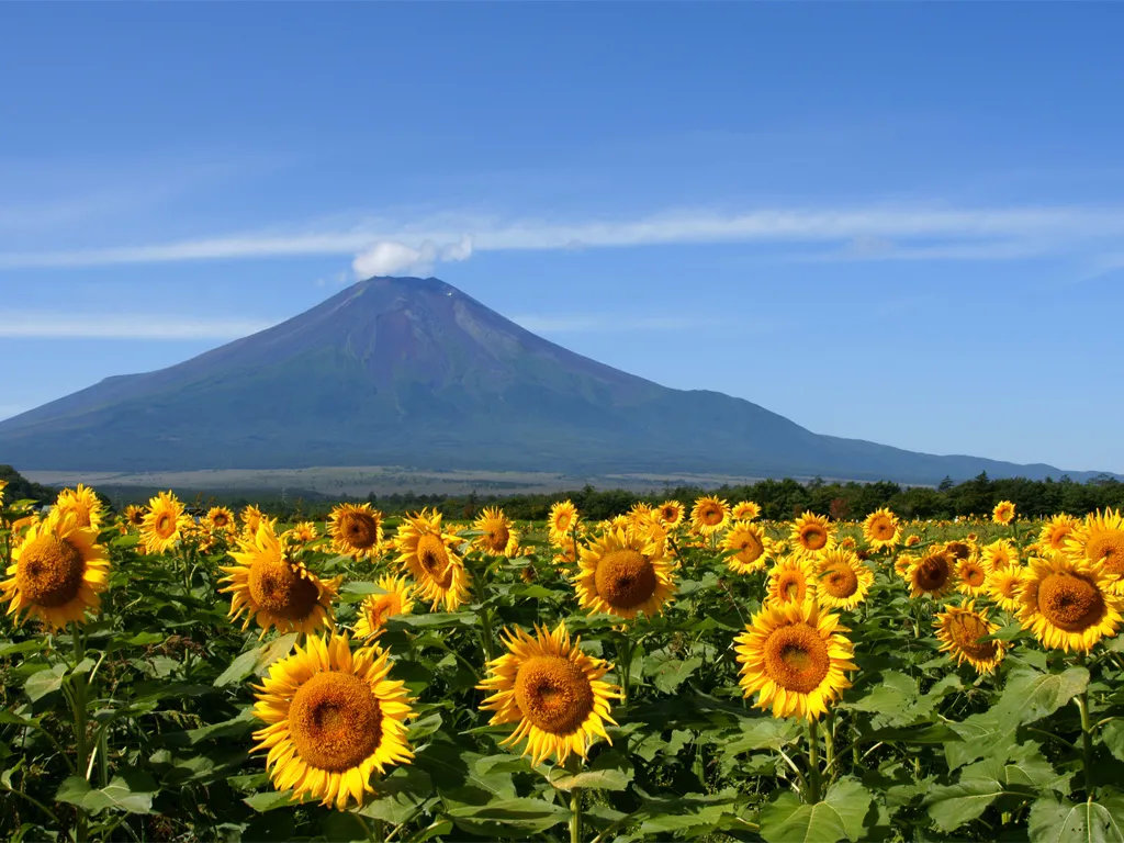 日本旅行错峰出游指南