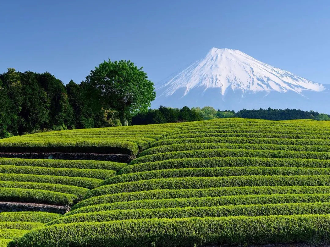 除了抹茶，日本人还爱喝什么茶？